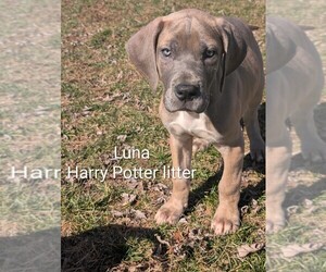 Great Dane Puppy for sale in ENGLISH, IN, USA