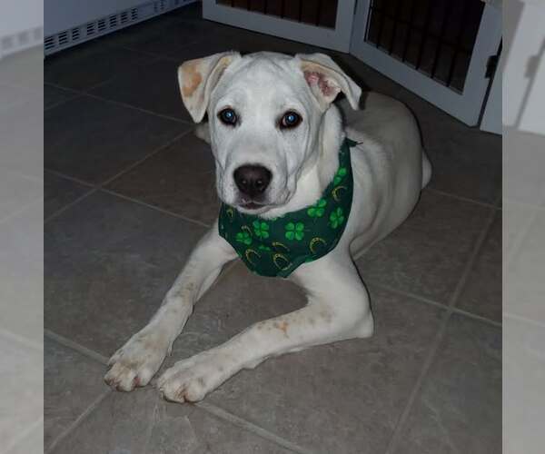Medium Photo #1 Unknown-white german shepherd Mix Puppy For Sale in Hoffman Estates, IL, USA