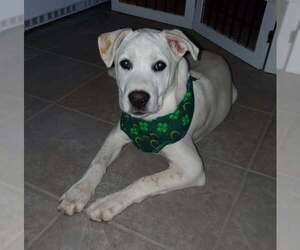 Unknown-white german shepherd Mix Dogs for adoption in Hoffman Estates, IL, USA