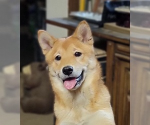 Shiba Inu Puppy for sale in MANITO, IL, USA