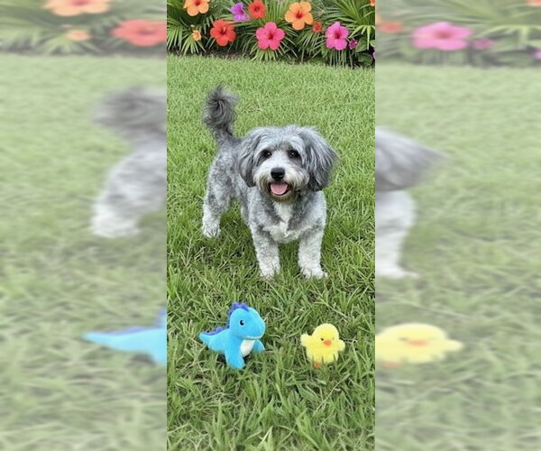 Medium Photo #6 Petit Basset Griffon Vendeen Puppy For Sale in Weston, FL, USA