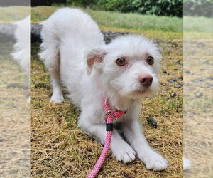 Lizzie - Female Mutt Dog for Adoption - Photo #3