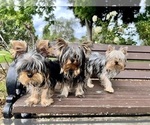 Small Photo #15 Yorkshire Terrier Puppy For Sale in HAYWARD, CA, USA