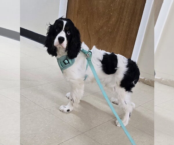 Medium Photo #2 Cocker Spaniel Puppy For Sale in Seaford, DE, USA