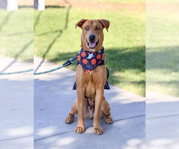 Medium Photo #1 Labrador Retriever-Unknown Mix Puppy For Sale in San Diego, CA, USA
