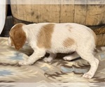 Small #3 Brittany