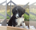 Puppy 2 Bordoodle