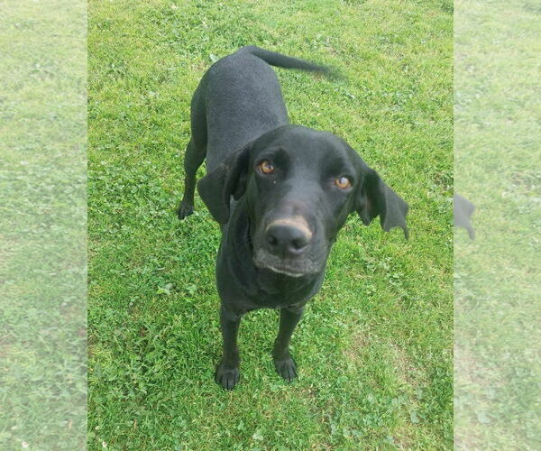 Medium Photo #4 Labrador Retriever-Unknown Mix Puppy For Sale in Coldwater, MI, USA