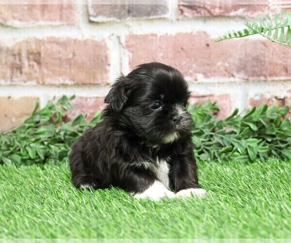 Medium Photo #2 Shih Tzu Puppy For Sale in SYRACUSE, IN, USA