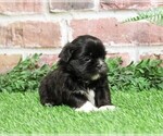 Small Photo #2 Shih Tzu Puppy For Sale in SYRACUSE, IN, USA