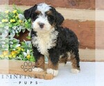 Small Bernedoodle (Miniature)