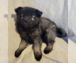 Small Photo #4 Keeshond Puppy For Sale in BLAIRSBURG, IA, USA