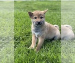 Small Photo #6 Shiba Inu Puppy For Sale in CANOGA, NY, USA
