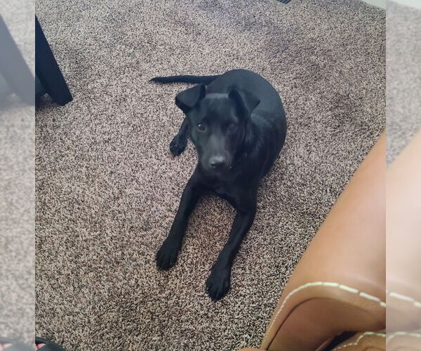 Medium Photo #4 Dachshund-Labrador Retriever Mix Puppy For Sale in Monte Vista, CO, USA