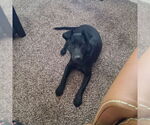 Small #3 Dachshund-Labrador Retriever Mix