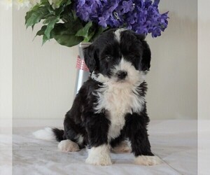 Bernedoodle Puppy for sale in FREDERICKSBG, OH, USA