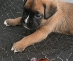 Small #3 Boxer