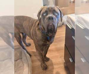 Hank (Mastiff) - Male Mastiff Dog for Adoption - Photo #2