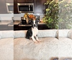 Image preview for Ad Listing. Nickname: Booger