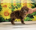 Maurice - Male Poodle (Toy) Puppy for Sale - Photo #18