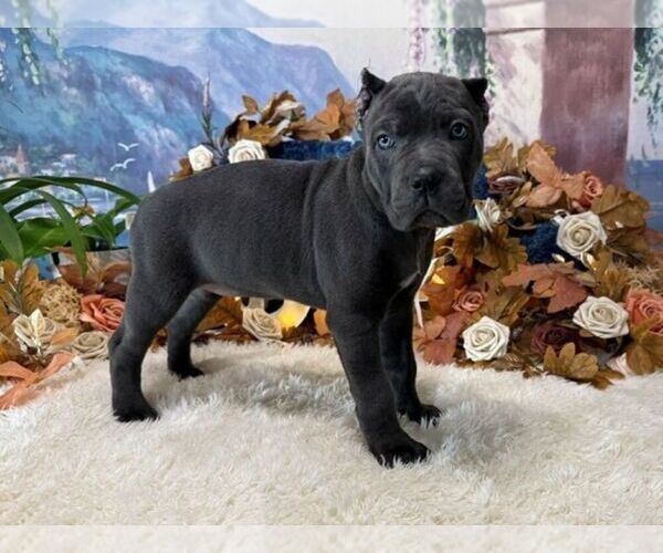 Medium Photo #3 Cane Corso Puppy For Sale in OOLOGAH, OK, USA