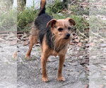 Finn- sweet scruffy senior - Male Mutt Dog for Adoption - Small photo