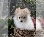 Small #6 Pomeranian