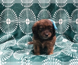 Dachshund-Doodle Mix Puppy for sale in LAKELAND, FL, USA