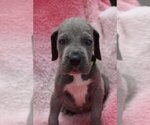 Small Photo #19 Great Dane Puppy For Sale in ALVARADO, TX, USA