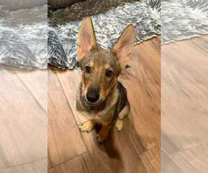 Australian Kelpie-German Shepherd Dog Mix Dogs for adoption in Cave Creek, AZ, USA