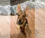 Coyote - Male Australian Kelpie-German Shepherd Dog Mix Dog for Adoption - Small photo