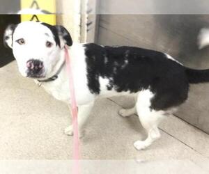 Mutt Dogs for adoption in Riverside, CA, USA