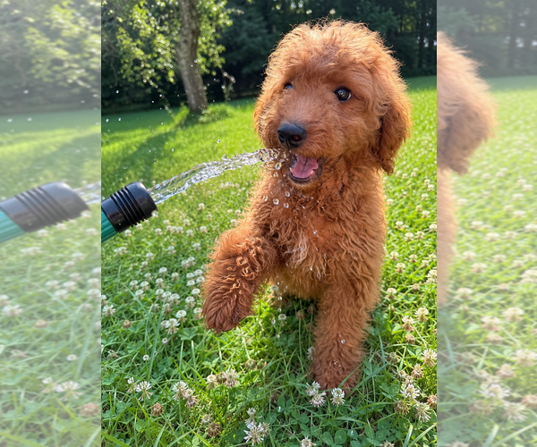 Medium Photo #11 Goldendoodle mix (+ Poodle Miniature) Puppy For Sale in DURHAM, CT, USA