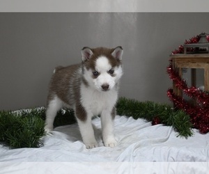 Siberian Husky Puppy for sale in HOLMESVILLE, OH, USA