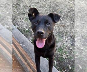 Labrador Retriever-Unknown Mix Dogs for adoption in Plano, TX, USA
