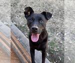 Small Labrador Retriever Mix