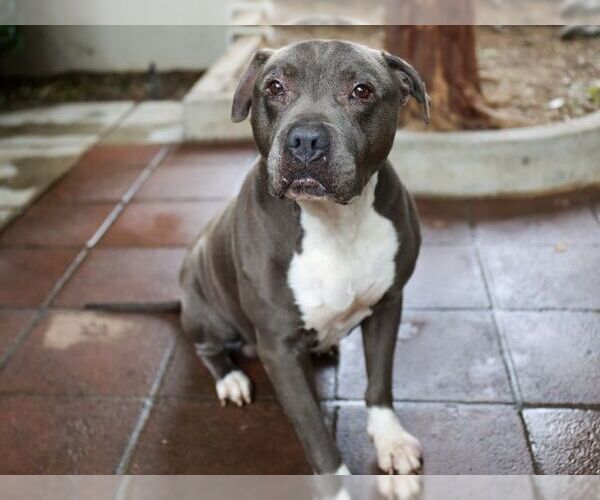 Medium Photo #2 American Pit Bull Terrier Puppy For Sale in Pasadena, CA, USA