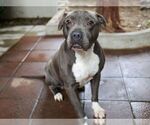 Small #1 American Pit Bull Terrier