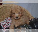 Small Photo #6 Cavapoo (Miniature)-Poodle (Toy) Mix Puppy For Sale in GREENWOOD, WI, USA