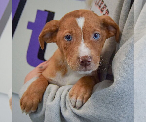 Medium Photo #4 Catahoula Leopard Dog-Labrador Retriever Mix Puppy For Sale in Huntley, IL, USA