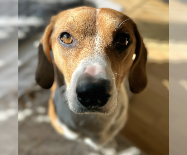 Medium Photo #3 Doxle Puppy For Sale in Brooklyn, NY, USA