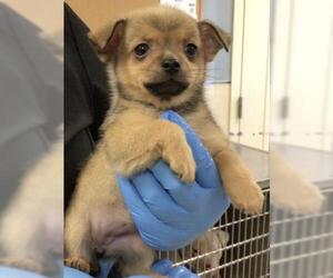 Chihuahua-Unknown Mix Dogs for adoption in Riverside, CA, USA