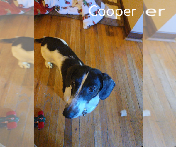 Medium Photo #3 Dachshund Puppy For Sale in Sioux Falls, SD, USA