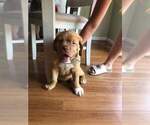 Small Photo #1 Dogue de Bordeaux Puppy For Sale in NEW CASTLE, IN, USA
