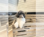 Small Photo #7 Aussiedoodle Miniature  Puppy For Sale in BOAZ, KY, USA