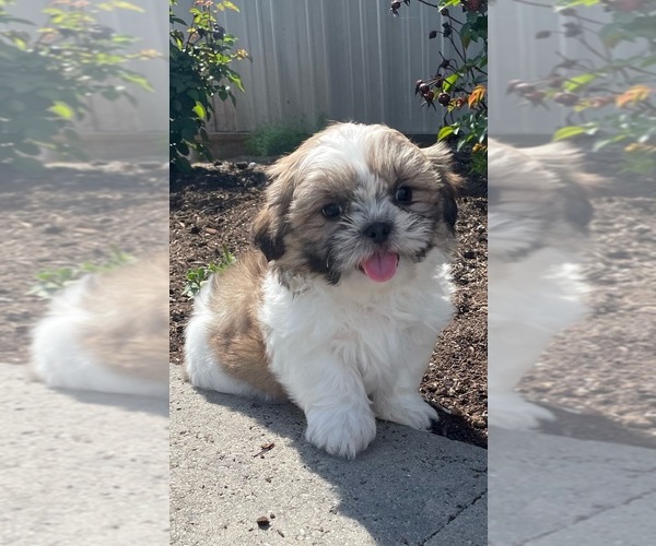 Medium Photo #1 Shih Tzu Puppy For Sale in CANOGA, NY, USA