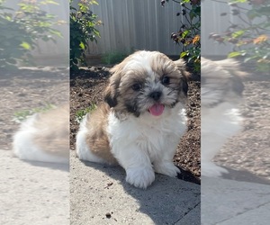 Shih Tzu Puppy for sale in CANOGA, NY, USA