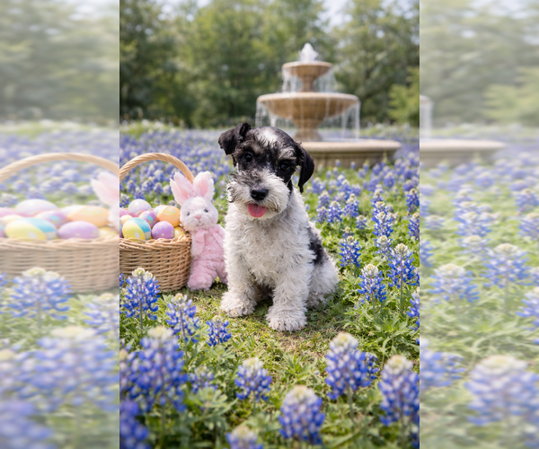 Medium Photo #6 Schnauzer (Miniature) Puppy For Sale in CONVERSE, TX, USA
