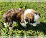 Small #2 Saint Bernard