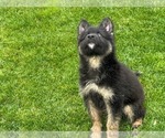 Small Photo #30 German Shepherd Dog Puppy For Sale in JURUPA VALLEY, CA, USA